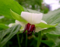 Nice big white flowers